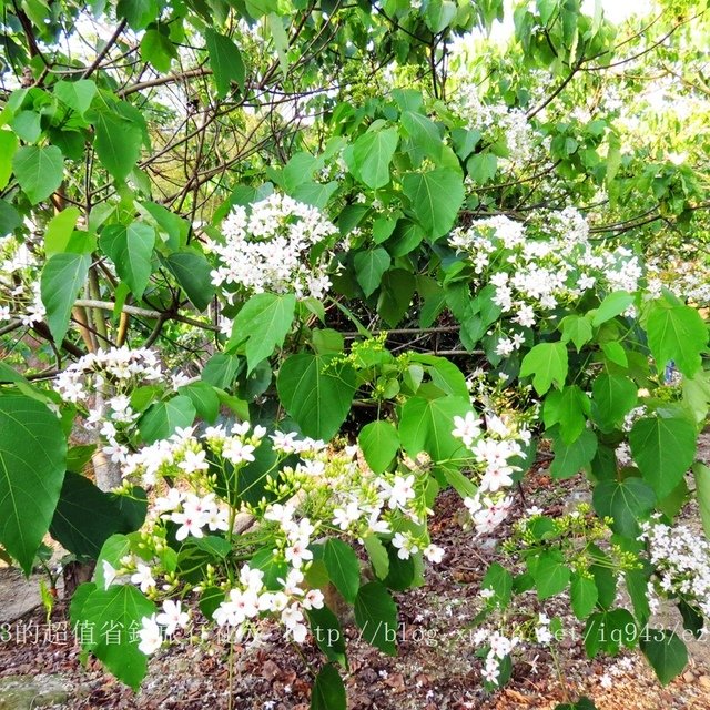 台南 龍崎 貓咪階梯 文衡殿 梅嶺油桐花 梅酒DIY體驗 梅子雞 賞螢火蟲  龜丹溫泉 左鎮月世界