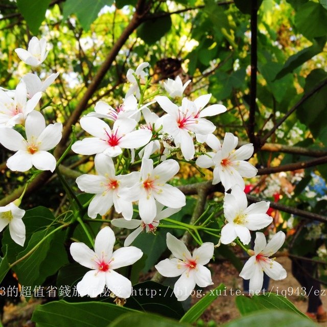 台南 龍崎 貓咪階梯 文衡殿 梅嶺油桐花 梅酒DIY體驗 梅子雞 賞螢火蟲  龜丹溫泉 左鎮月世界