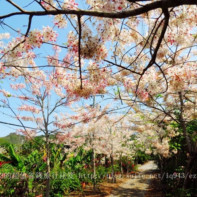 台南 龍崎 貓咪階梯 文衡殿 梅嶺油桐花 梅酒DIY體驗 梅子雞 賞螢火蟲  龜丹溫泉 左鎮月世界