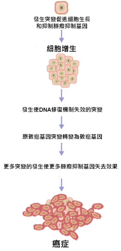 Cancer requires multiple mutations from NIH