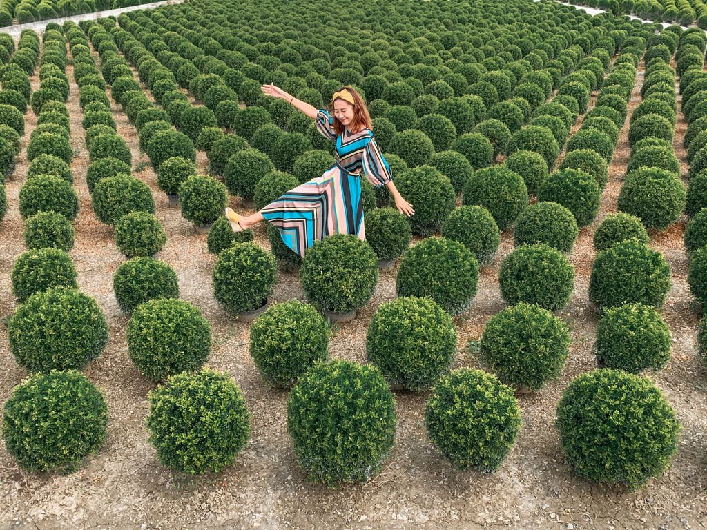 彰化綠色波波草