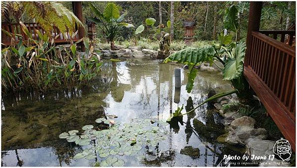 20140226_南投魚池鄉烏布雨林蓮花池