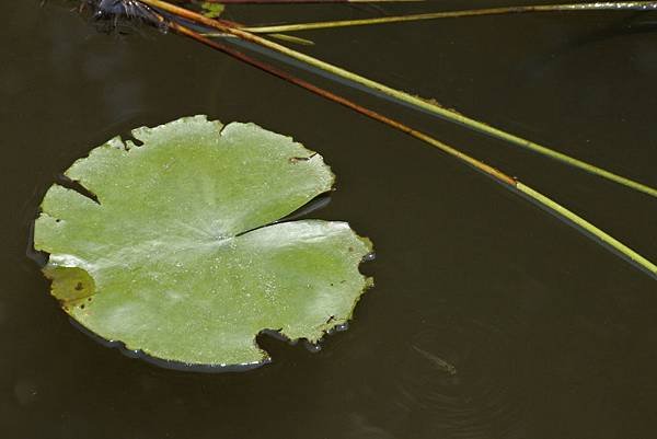 DSC_3133_調整大小.JPG