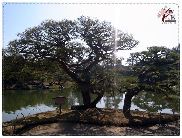20130322_栗林公園夫婦松