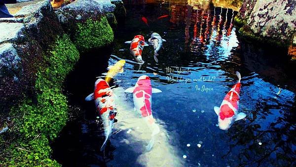 PC030298_Fotor.jpg