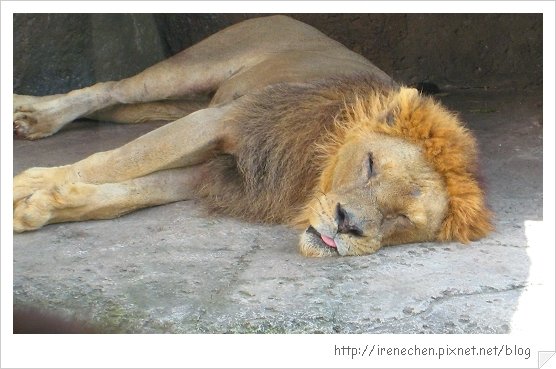 Bali333-野生動物園(沈睡的獅子).jpg