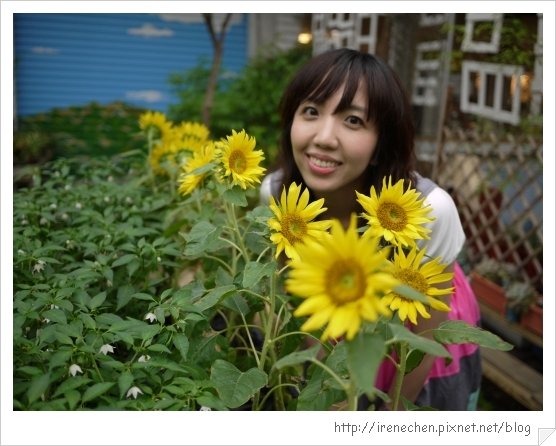 台北花卉村32-花田1(我和向日葵).jpg