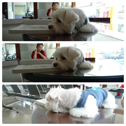 趴趴狗縮圖.jpg