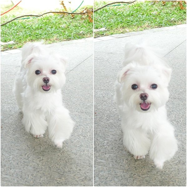 特寫跑跑縮圖.jpg