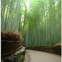 嵐山竹林15.jpg