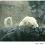 4旭川Z_北極熊8.JPG