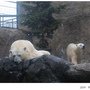 4旭川Z_北極熊20.JPG