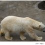 4旭川Z_北極熊36.JPG