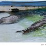 4旭川Z_海豹13.JPG