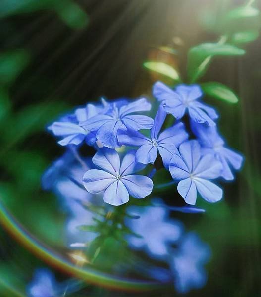 藍雪花