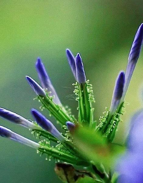 藍雪花