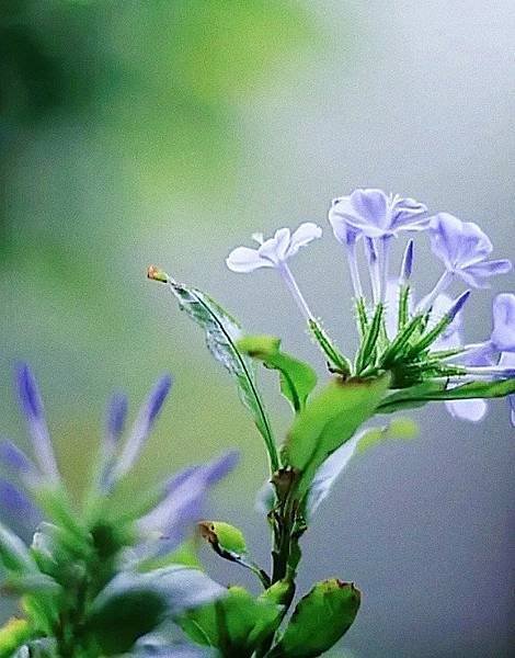 藍雪花