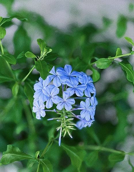 藍雪花