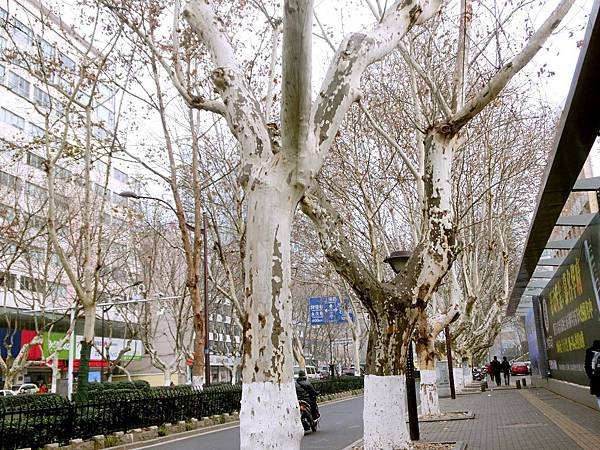 圖2 南京漢中路上的法國梧桐樹