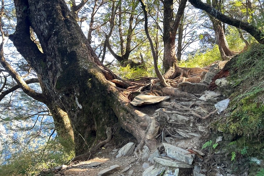 【南橫三星】有點不完美的塔關山之行