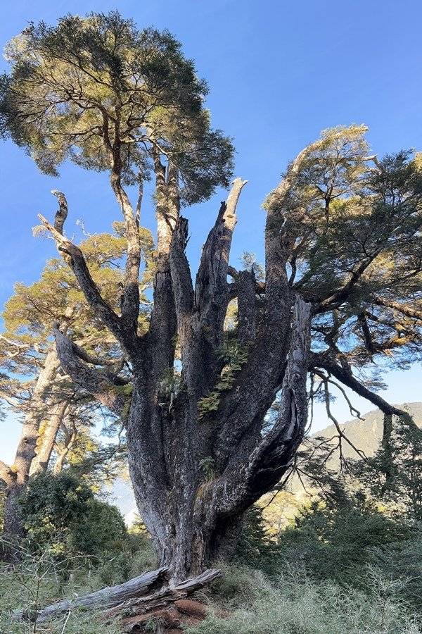 【南橫三星】有點不完美的塔關山之行