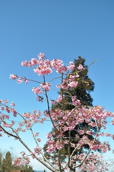 DSC_0654.JPG