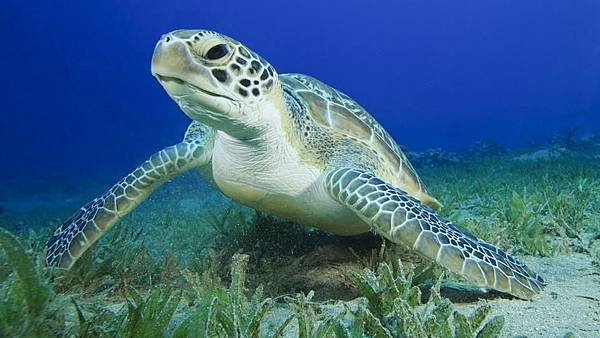 turtle-toefl.jpg