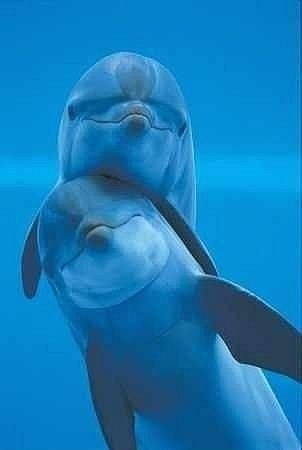 Dolphins-toefl.jpg