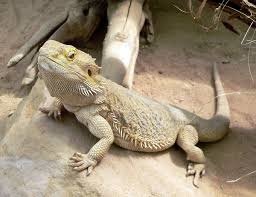 lizard -toefl.jpg