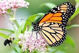 monarch butterfly-toefl.jpg