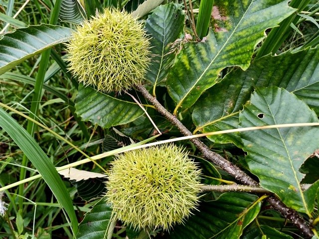 IMG20180901100147.jpg