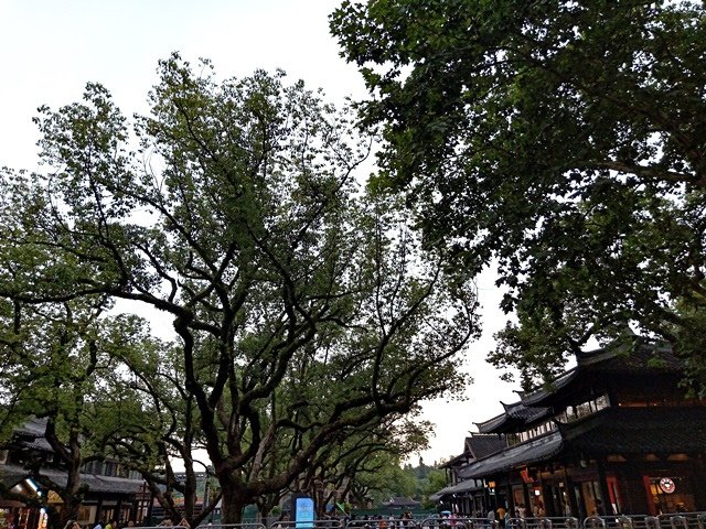 IMG20190717175541.jpg