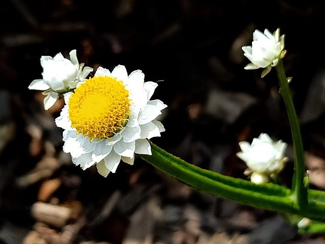 銀苞菊IMG20230306110412.jpg