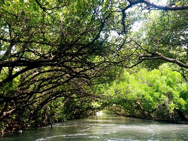 【台南】沈浸於袖珍版亞馬遜森林的四草綠色隧道