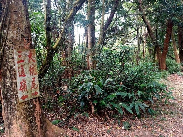 【苗栗】挑炭古道與慈濟茶園之美