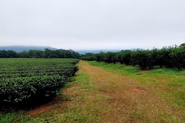 【苗栗】挑炭古道與慈濟茶園之美