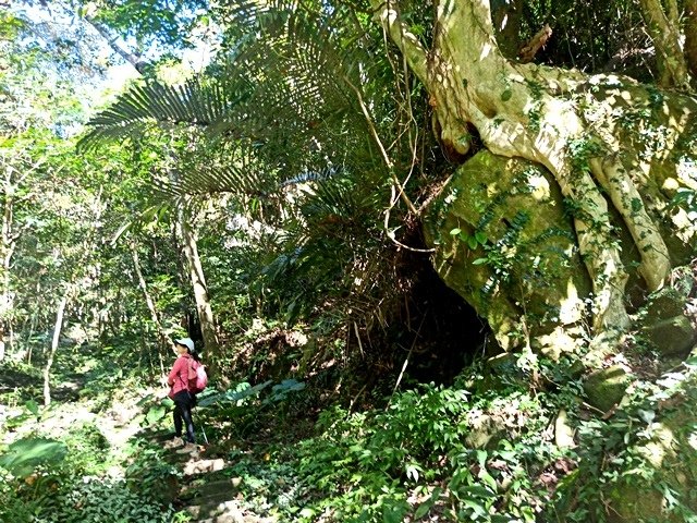 【苗栗】隱匿在山脈中的冷門古道探險：楔隘古道（錫隘古道）