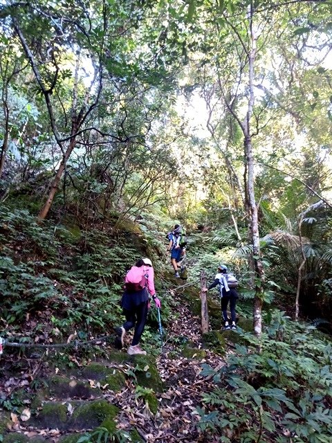 【苗栗】隱匿在山脈中的冷門古道探險：楔隘古道（錫隘古道）