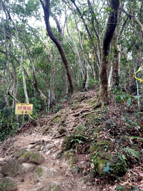 【新竹】有趣的登山經驗，關西赤柯山－赤柯山南峰－東獅頭山三連