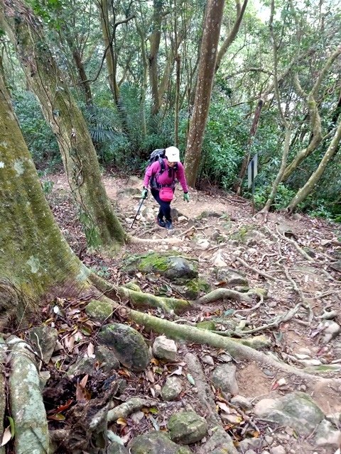 【新竹】有趣的登山經驗，關西赤柯山－赤柯山南峰－東獅頭山三連