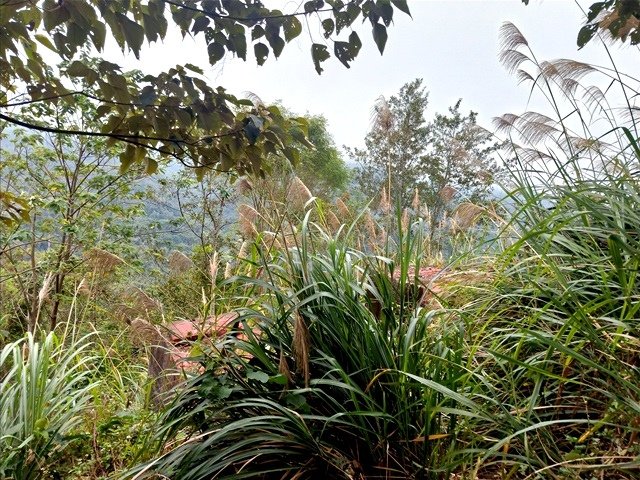 【新竹】有趣的登山經驗，關西赤柯山－赤柯山南峰－東獅頭山三連