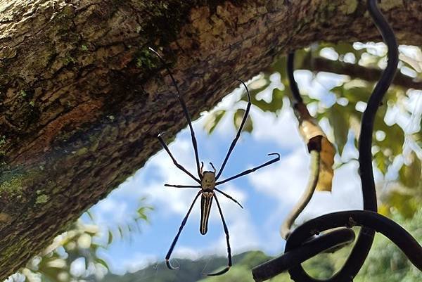 【新竹】柿子全食養生料理在柿藥園