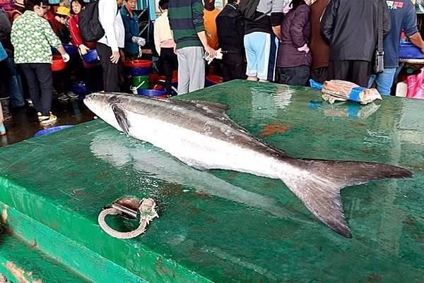 【新竹】香山半日遊：明發定置漁場、九降風烏魚子、五代造船廠