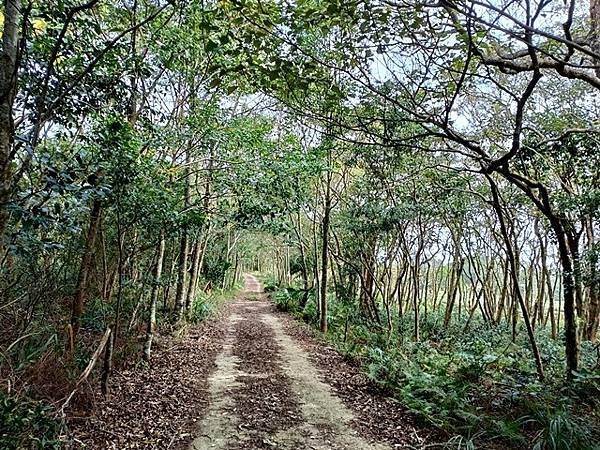 【新竹關西】離線地圖失效，另類的迷宮，黃刧步道上兜圈子