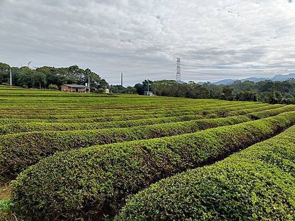 【新竹關西】離線地圖失效，另類的迷宮，黃刧步道上兜圈子