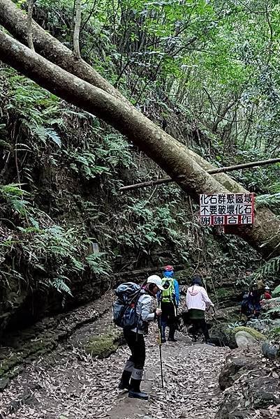 【苗栗西湖】走進龍王峽谷，感受千年時光雕刻的奇幻路徑