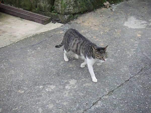 20100327金瓜石爬山猴狪喵喵 153.JPG