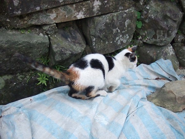 20100327金瓜石爬山猴狪喵喵 156.JPG