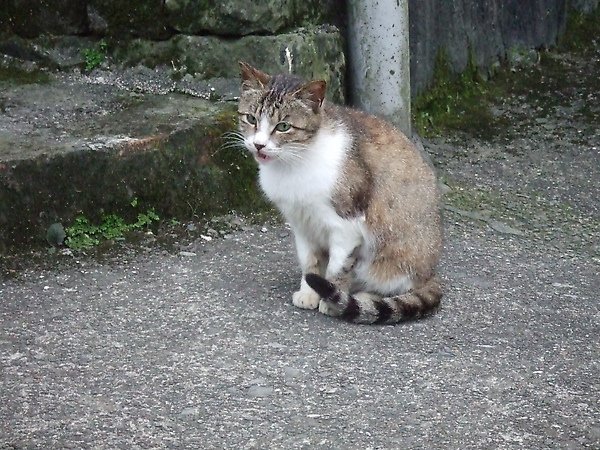 20100327金瓜石爬山猴狪喵喵 166.JPG