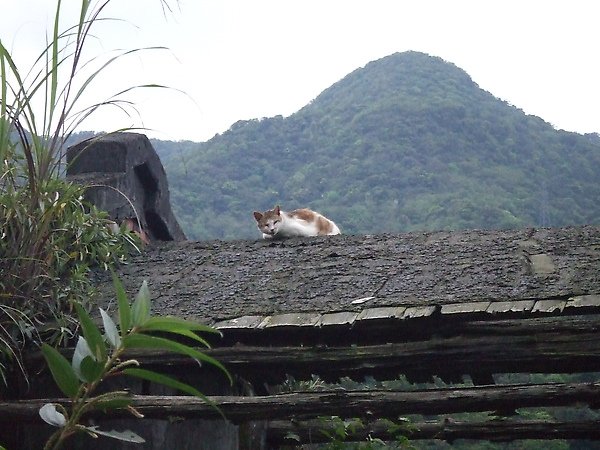 20100327金瓜石爬山猴狪喵喵 170.JPG